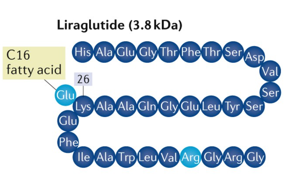 Liraglutide: Agonis reseptor GLP-1 yang meningkatkan metabolisme
